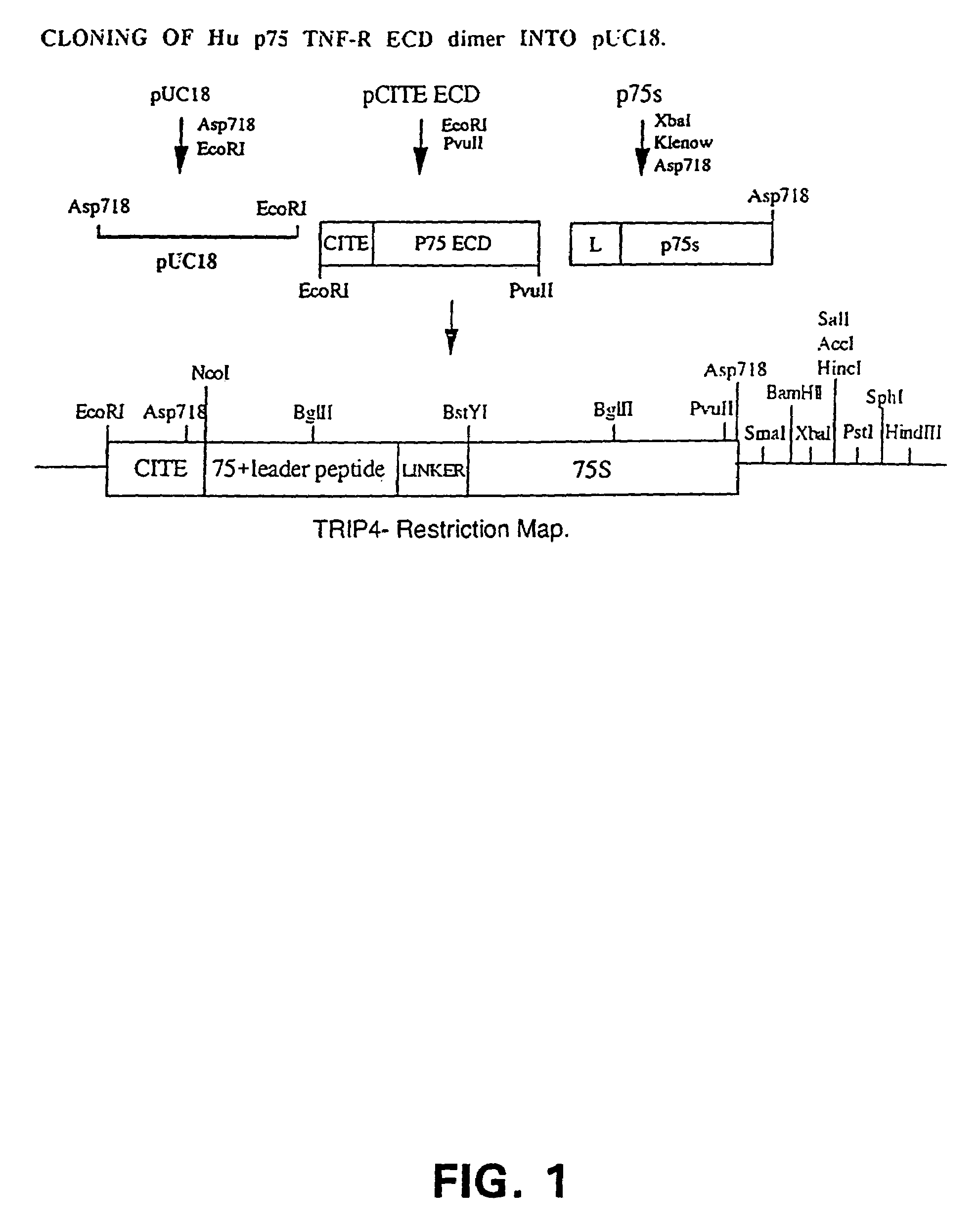 Small molecular weight TNF receptor multimeric molecule