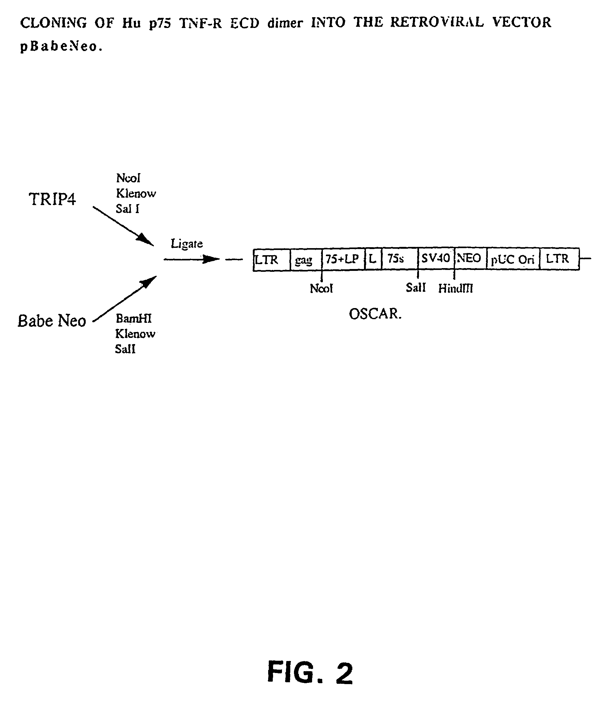 Small molecular weight TNF receptor multimeric molecule