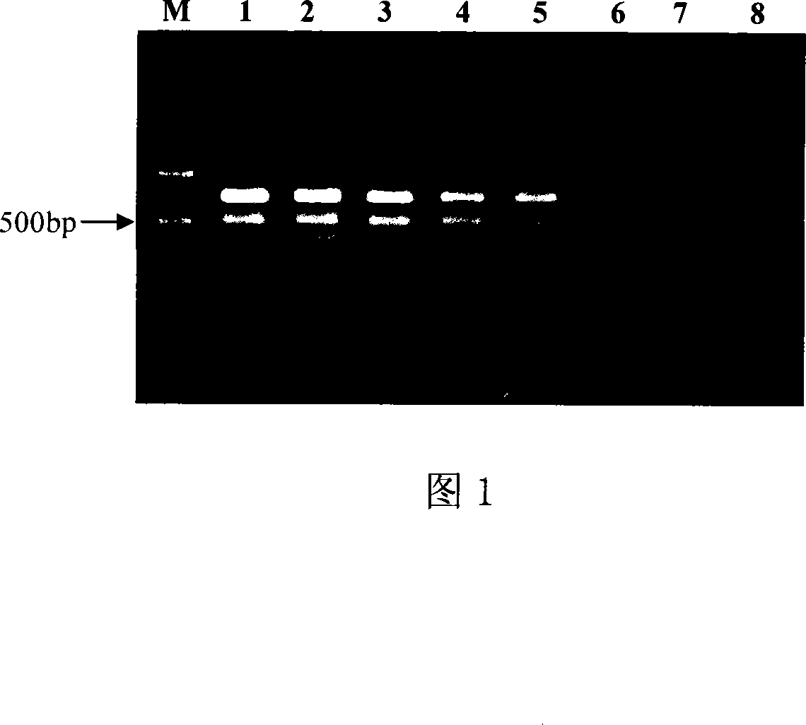 Multiple PCR rapid detection kit and detection method for pathogen in aquatic products