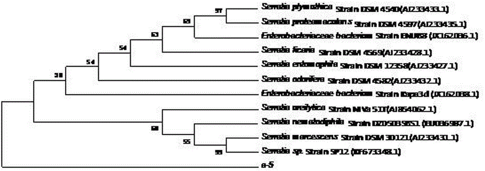 Serratia sp. A5 and uses thereof