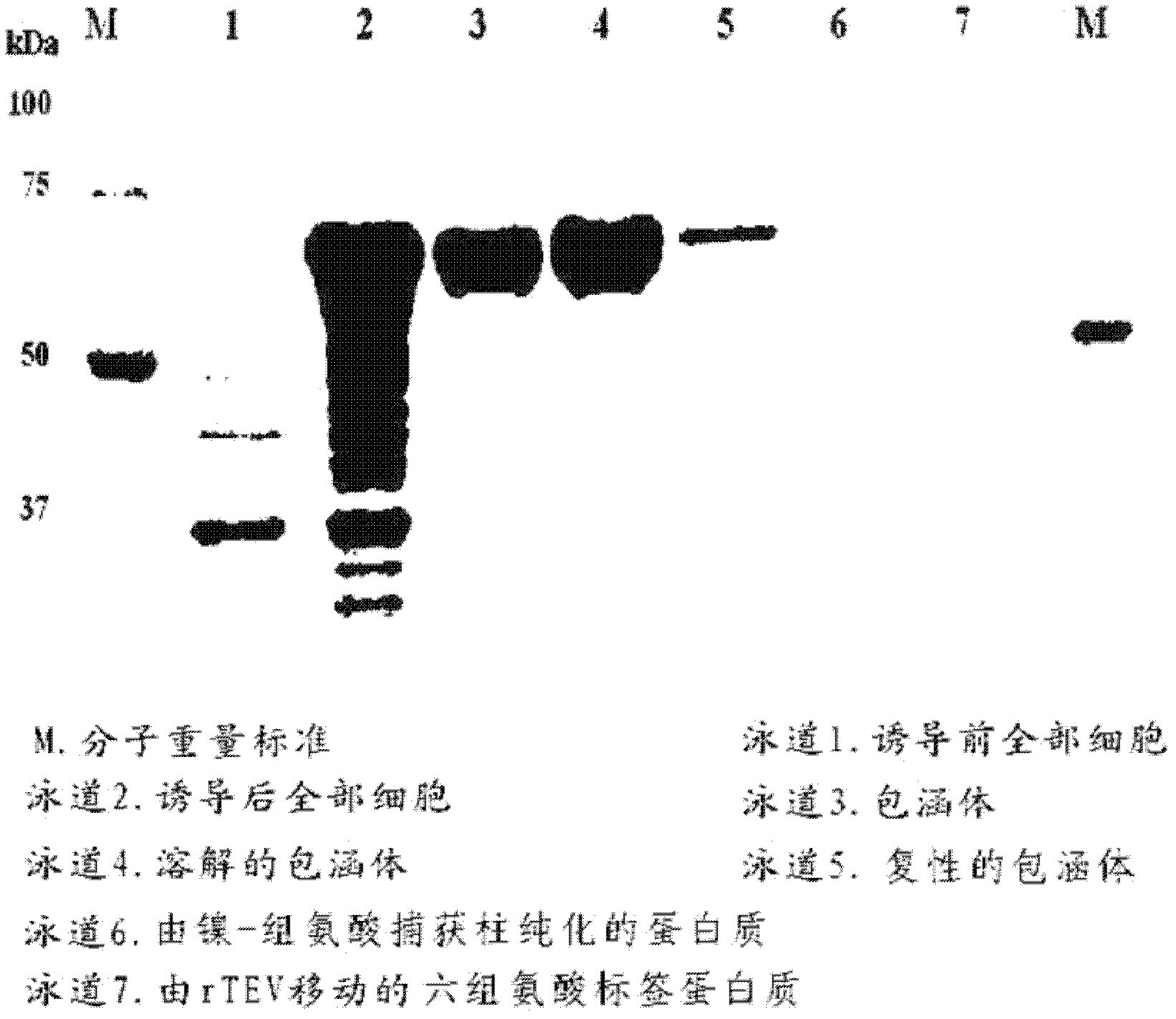 Novel ginsenoside glycosidase derived from the genus terrabacter, and use thereof