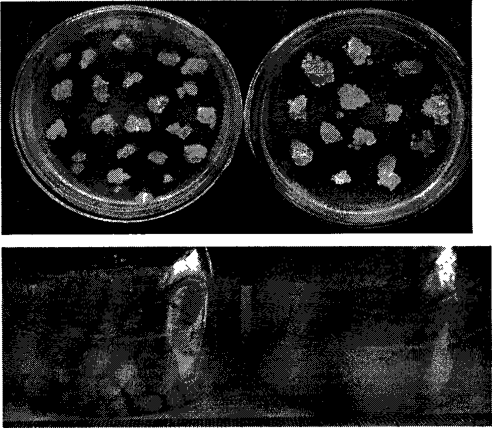 Cell line selection method for tea plant containing different catechin content and components