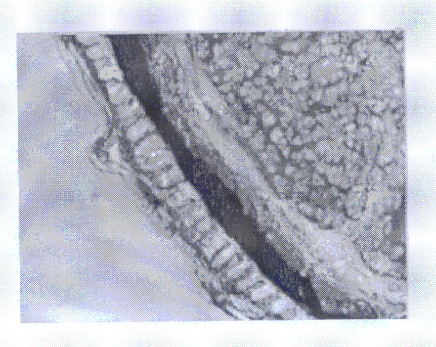 Embedding medium suitable for plant tissue frozen section and frozen section method