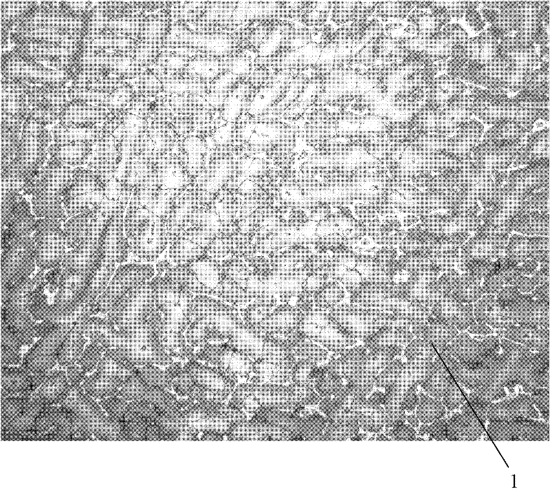 Super-hard copper-containing martensite antibiotic stainless steel