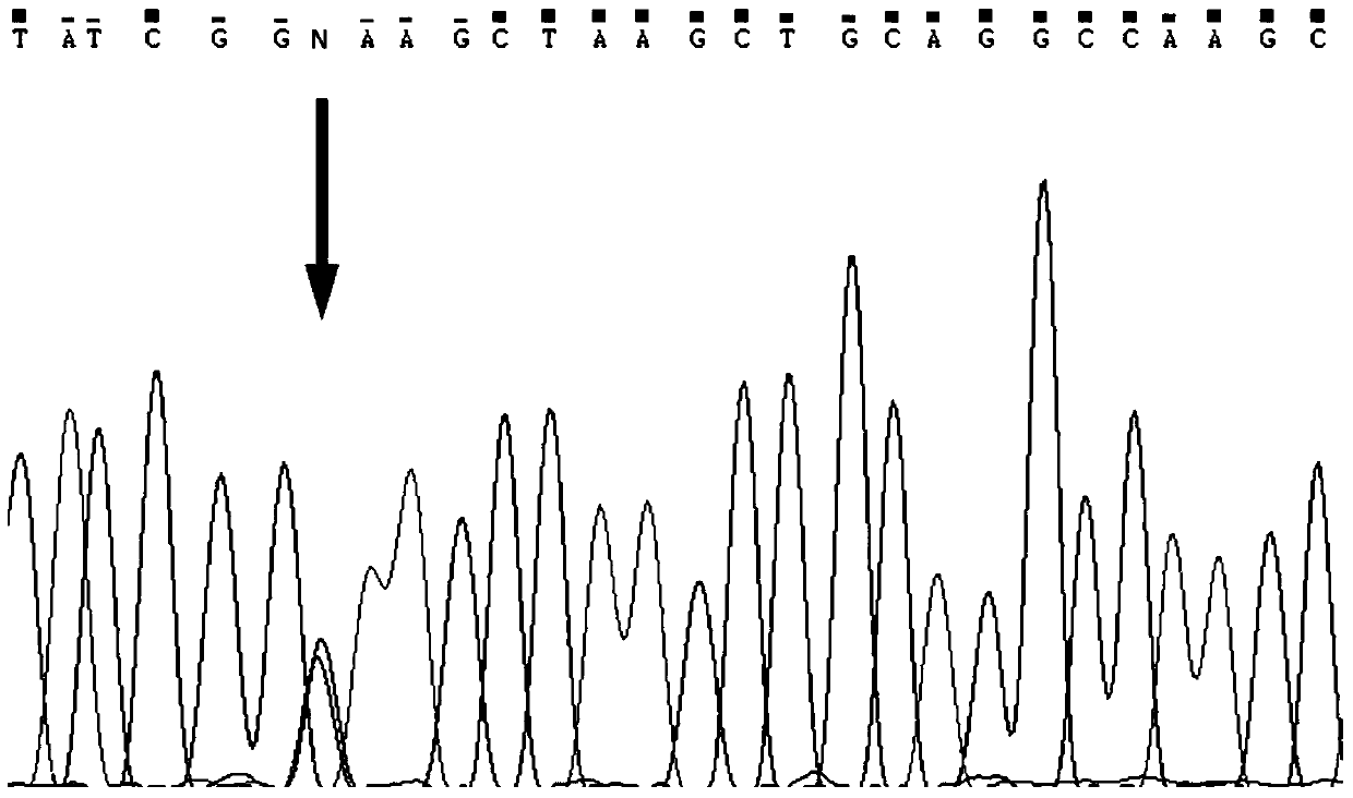 A method for detecting recessive lethal mutation of bovine apaf1 gene