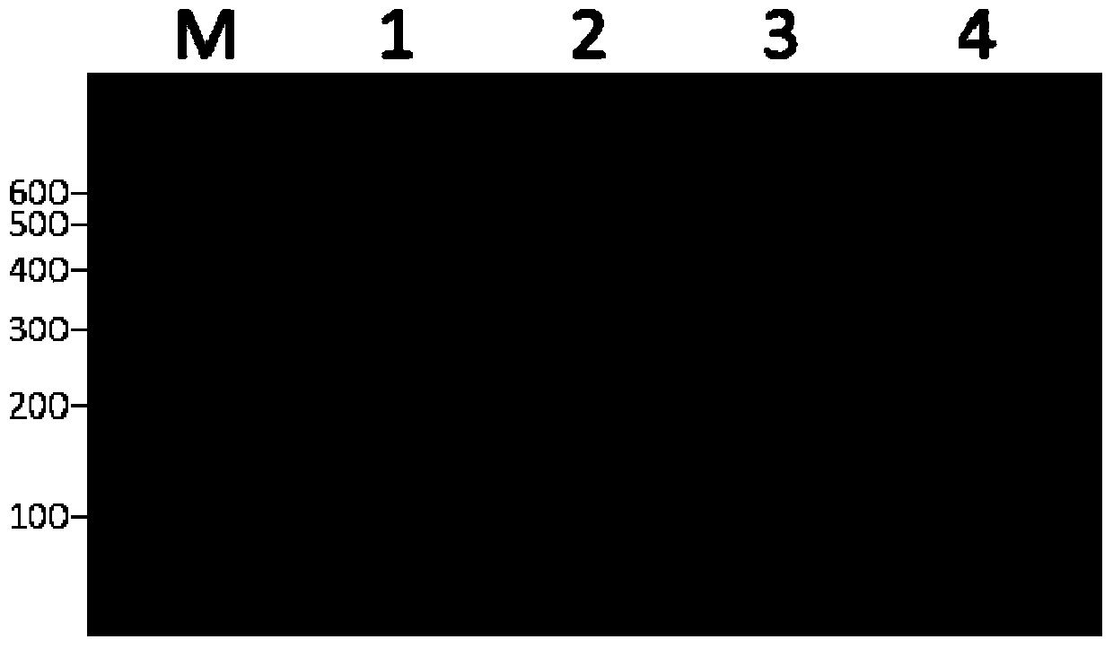 A method for detecting recessive lethal mutation of bovine apaf1 gene