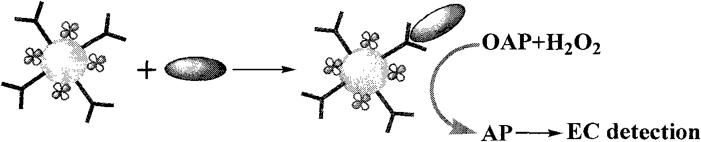 Method for detecting ciguatoxin on basis of capillary electrophoresis/electrochemistry and enzyme-linked immunoassay