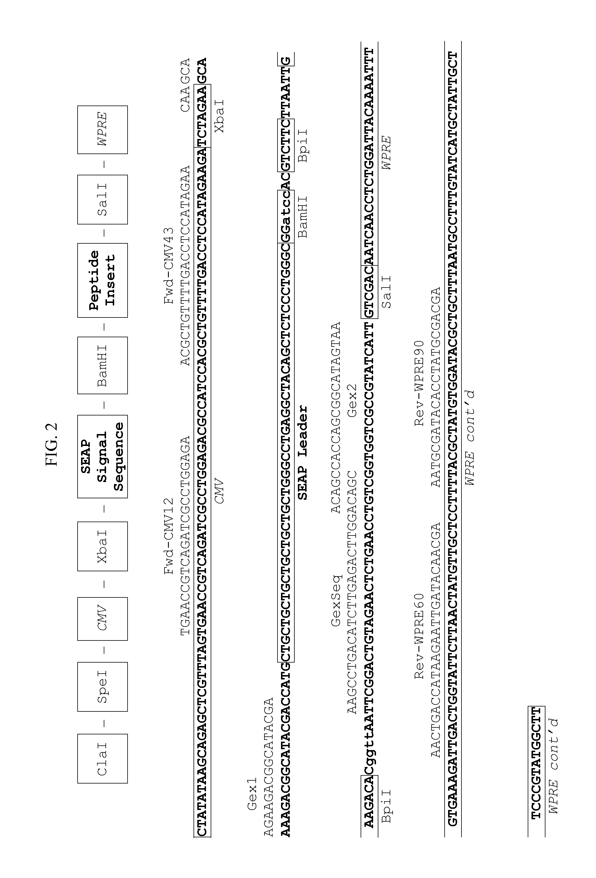 Reagents and Methods for Producing Bioactive Secreted Peptides