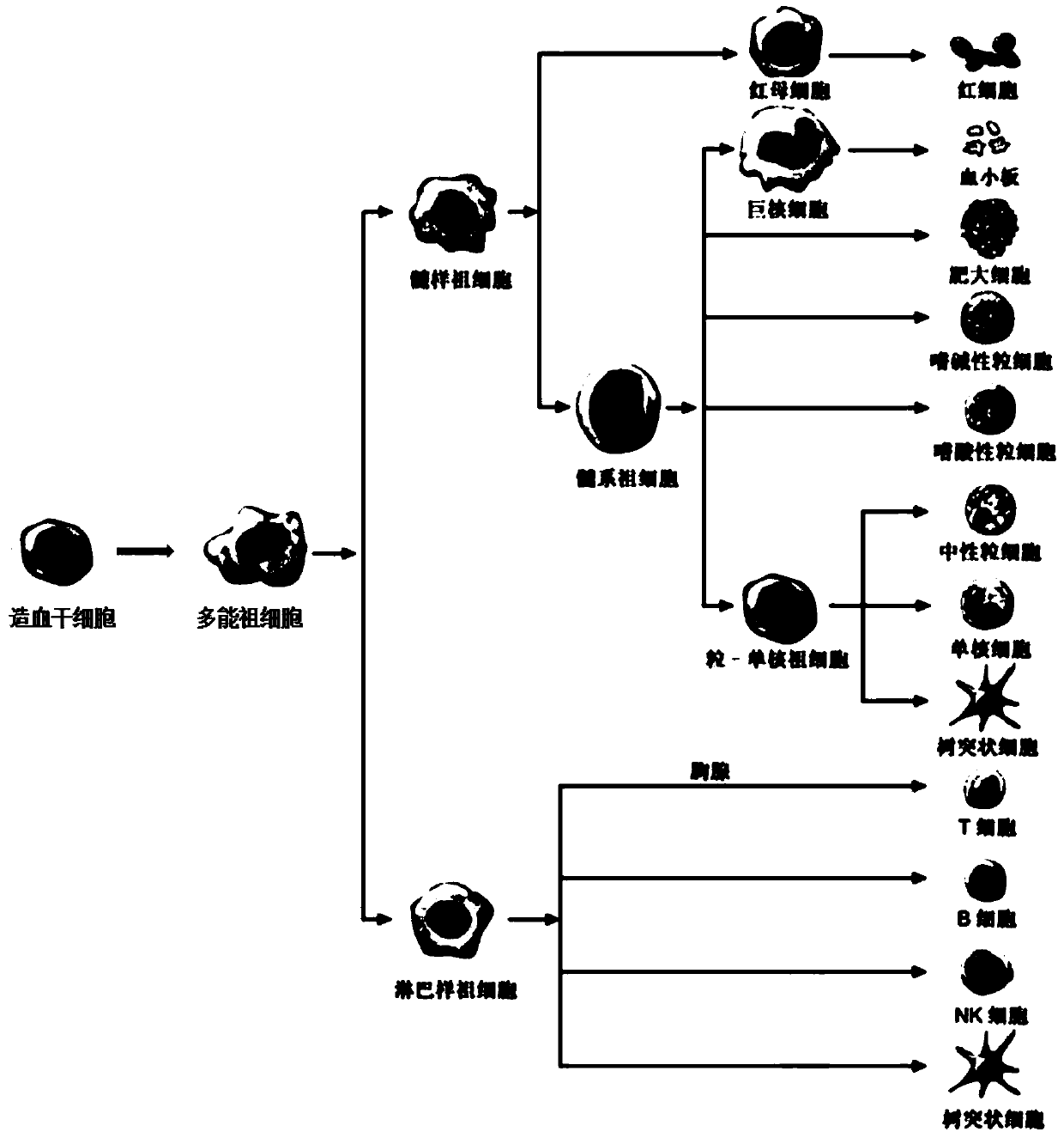 A culture method for expanding hematopoietic stem cells in vitro and enhancing their homing ability