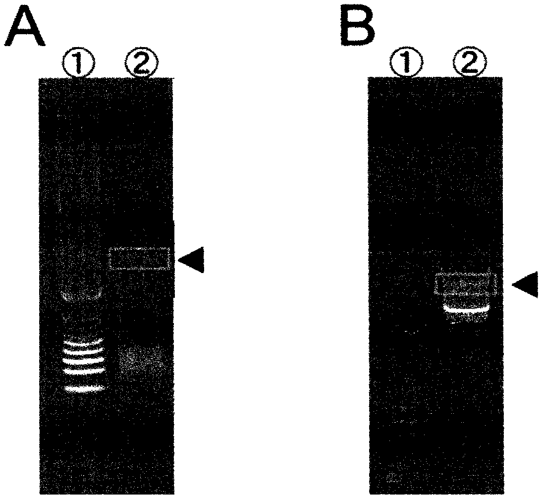 Recombinant proteins derived from limulus bacterium, and DNA molecules encoding same