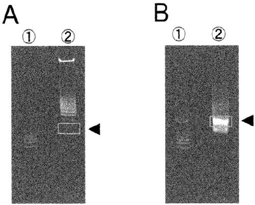 Recombinant proteins derived from limulus bacterium, and DNA molecules encoding same