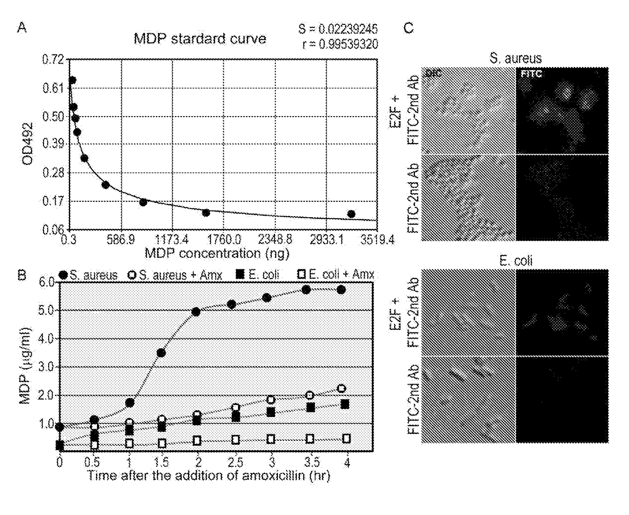 Monoclonal antibody against muramyl peptides in prevention and treatment of immune-mediated diseases