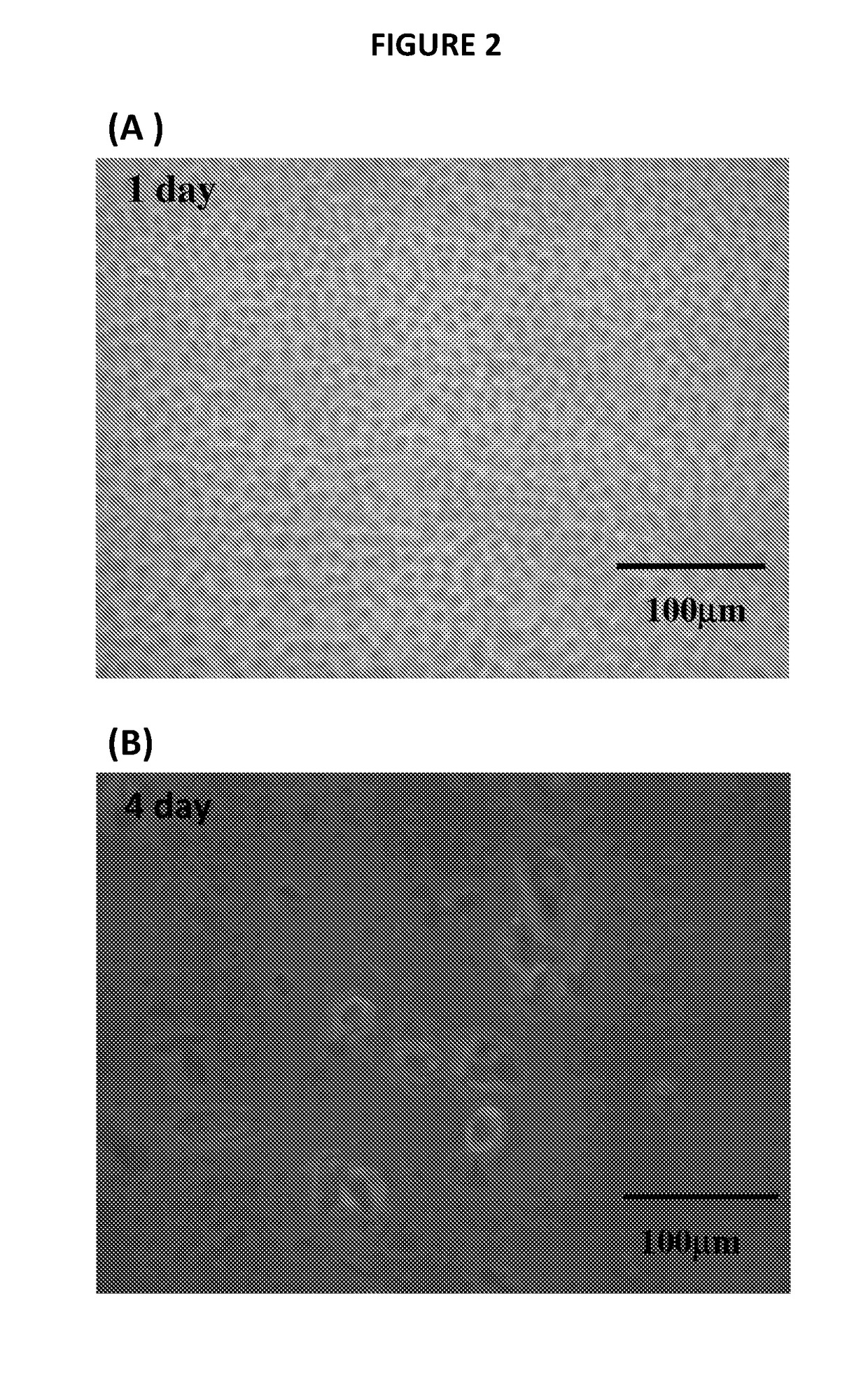 Method of generating multilineage potential cells from lymphocytes