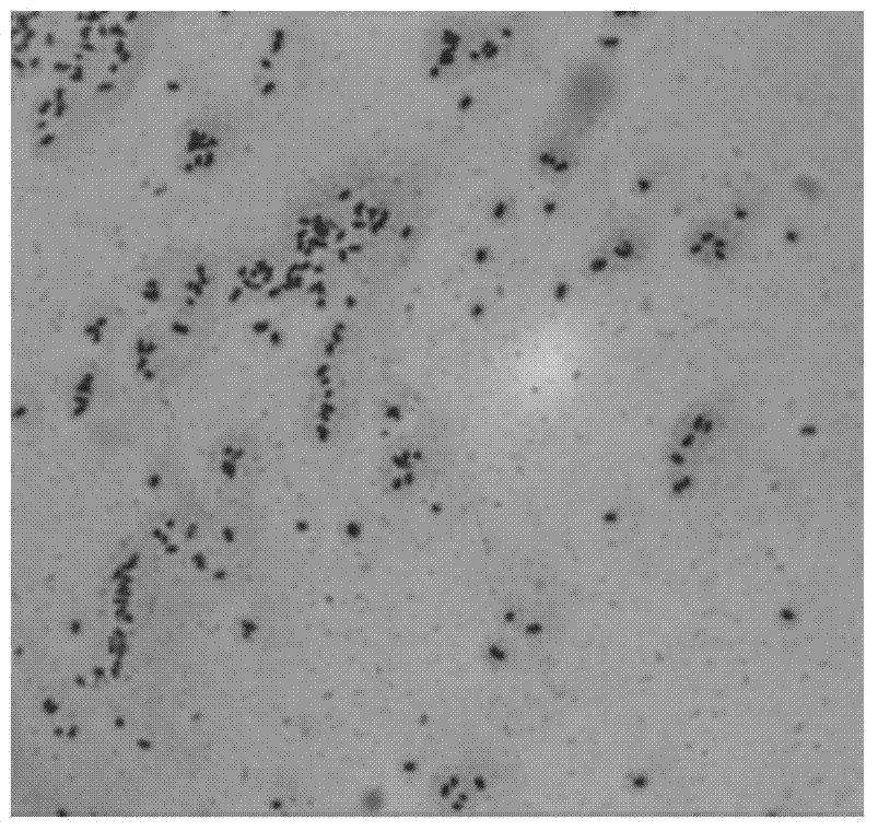 Rhodococcus corynebacterioides strain and application thereof in printing and dyeing wastewater treatment