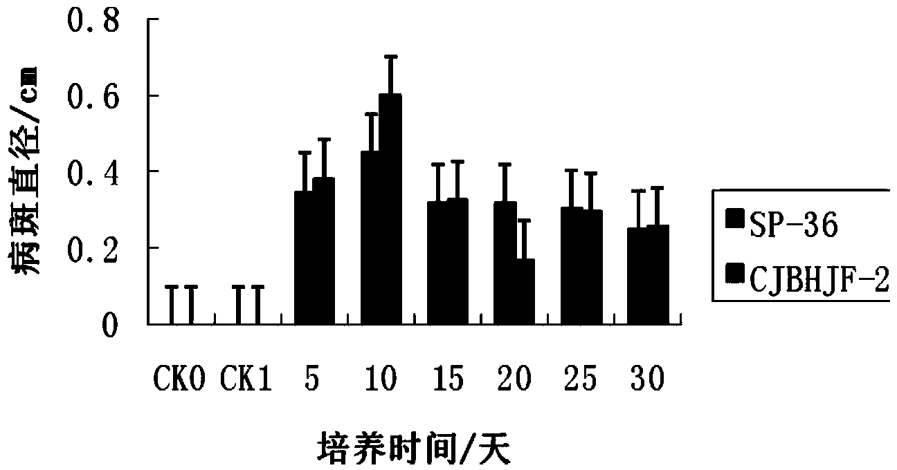 Extraction method for citrus brown blotch germ crude toxin and toxin production condition