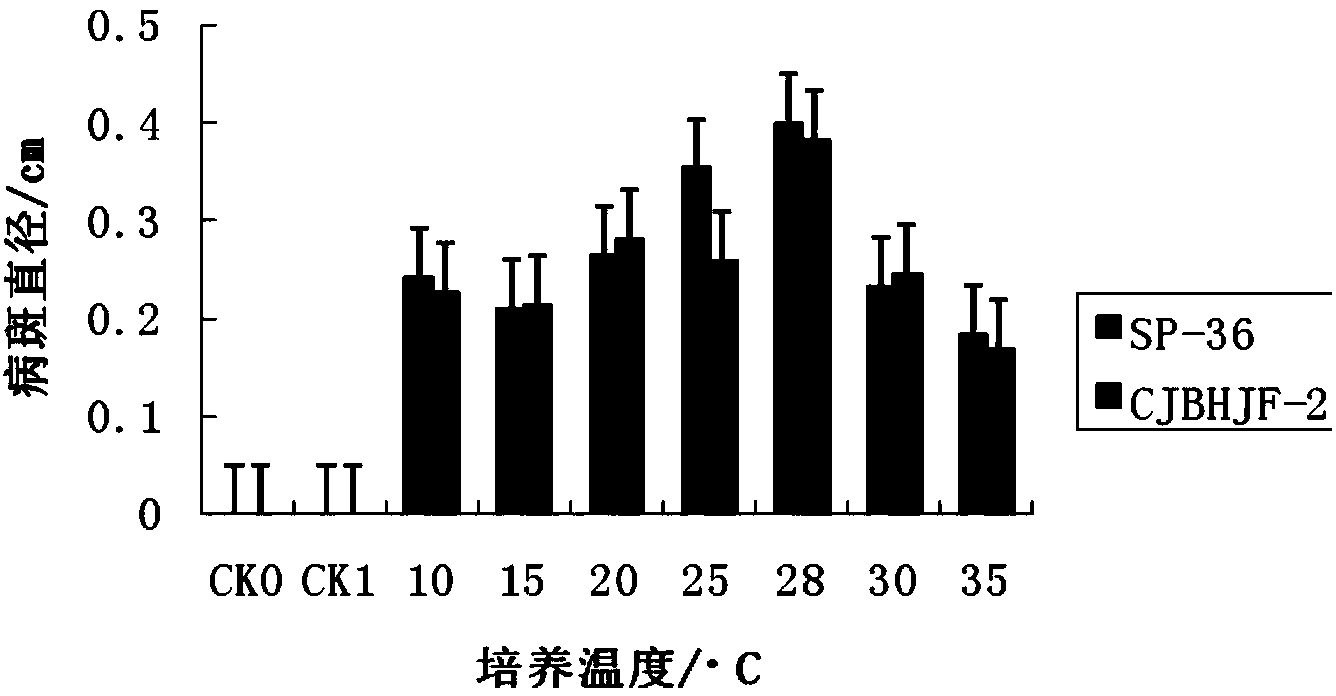 Extraction method for citrus brown blotch germ crude toxin and toxin production condition