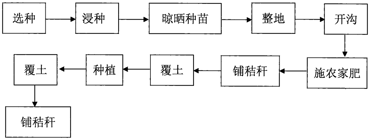 Method for planting yellow amorphophallus bulbifer