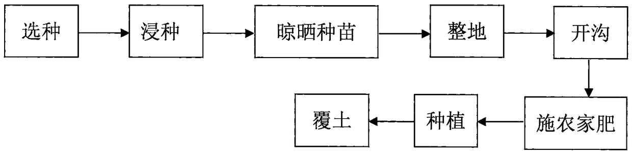 Method for planting yellow amorphophallus bulbifer