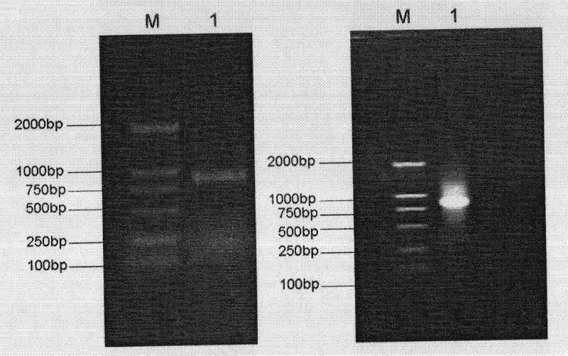 Soybean photoreceptor GmPLP1 and coding gene and application thereof