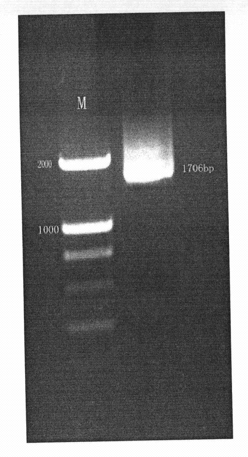 Soybean photoreceptor GmPLP1 and coding gene and application thereof