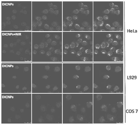 A biomimetic multifunctional nano-preparation based on cancer cell membrane and its preparation method and application
