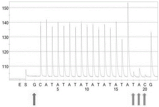 Kit for detecting polymorphism of UGT1A1 gene