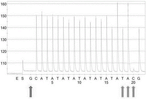 Kit for detecting polymorphism of UGT1A1 gene