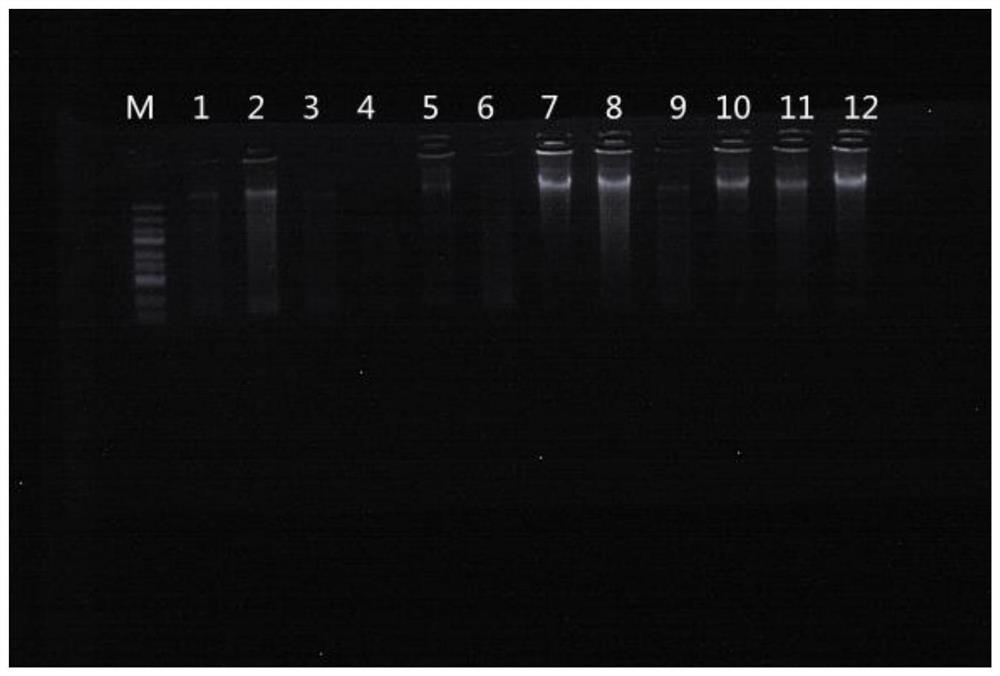 Cell lysis buffer, kit and method for yeast genome extraction