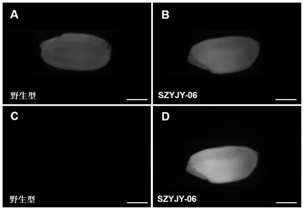 Identification and application of a plant endosperm-specific expression promoter posens100