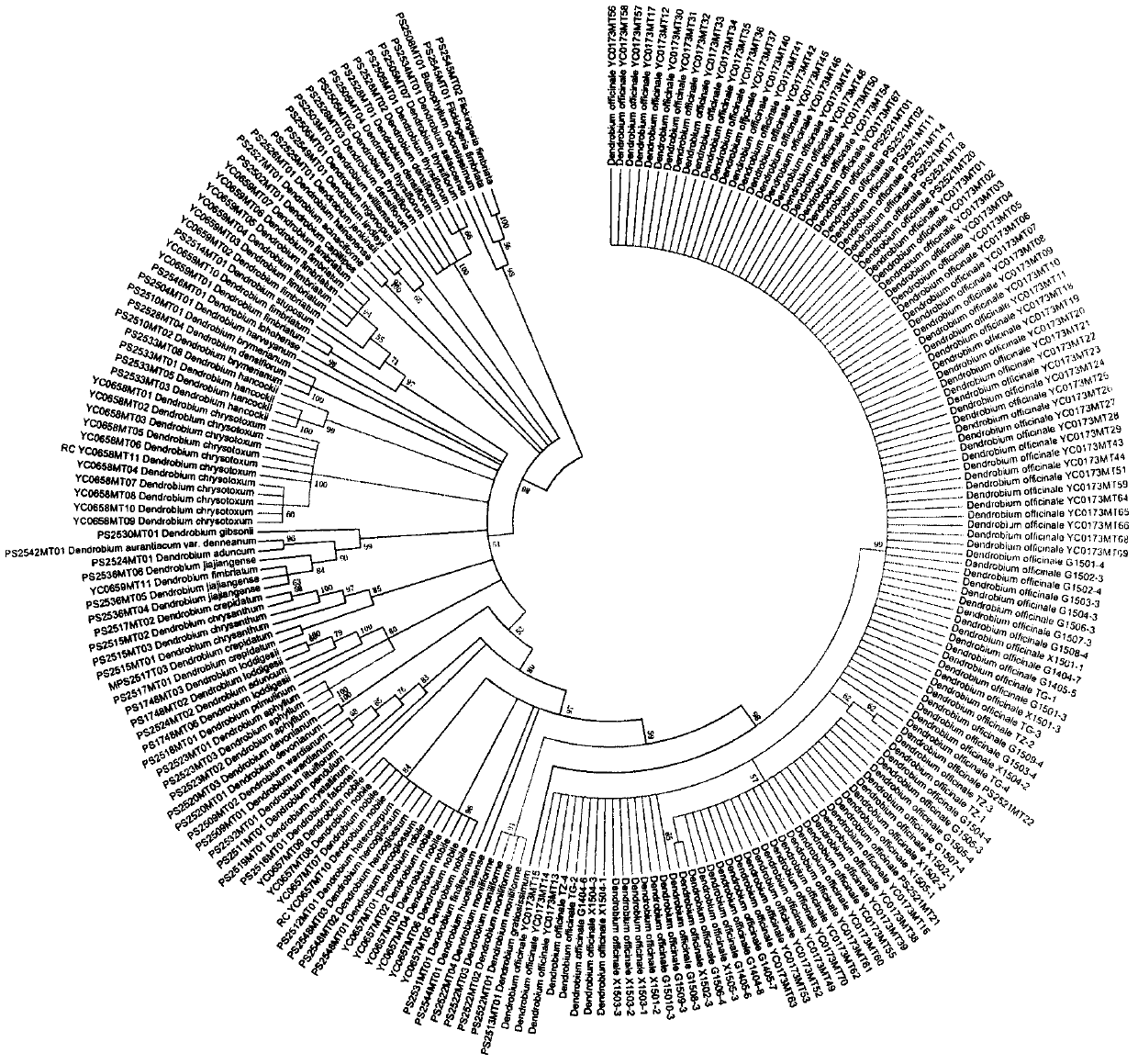 A molecular identification method and application of Dendrobium candidum dry medicinal material