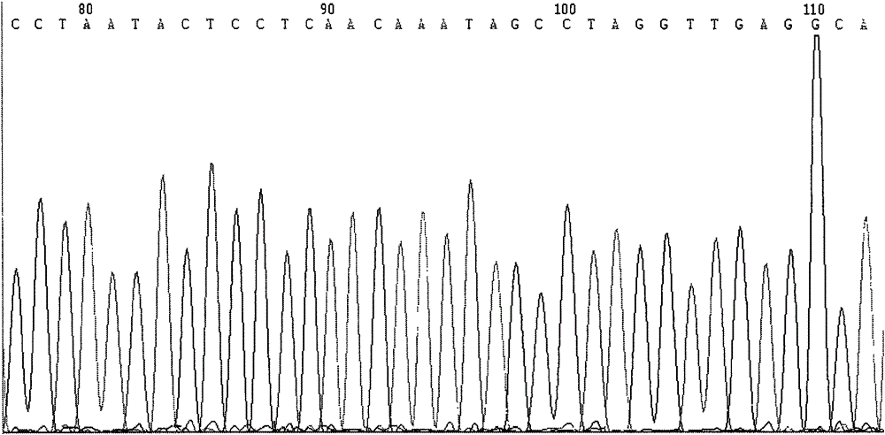 Method for detecting hypertension susceptible gene and detection kit