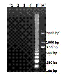 Visualized loop-mediated isothermal amplification kit for detecting Haemophilus parasuis