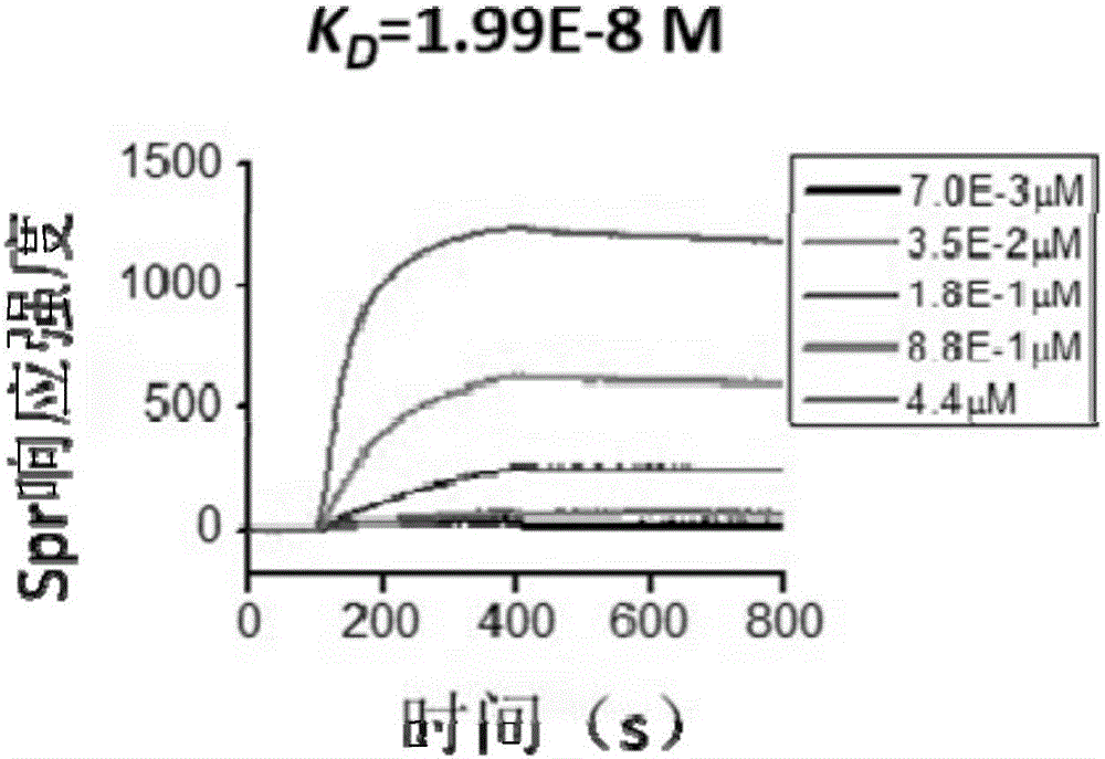 Peptoid inhibitor as well as preparation method and application thereof