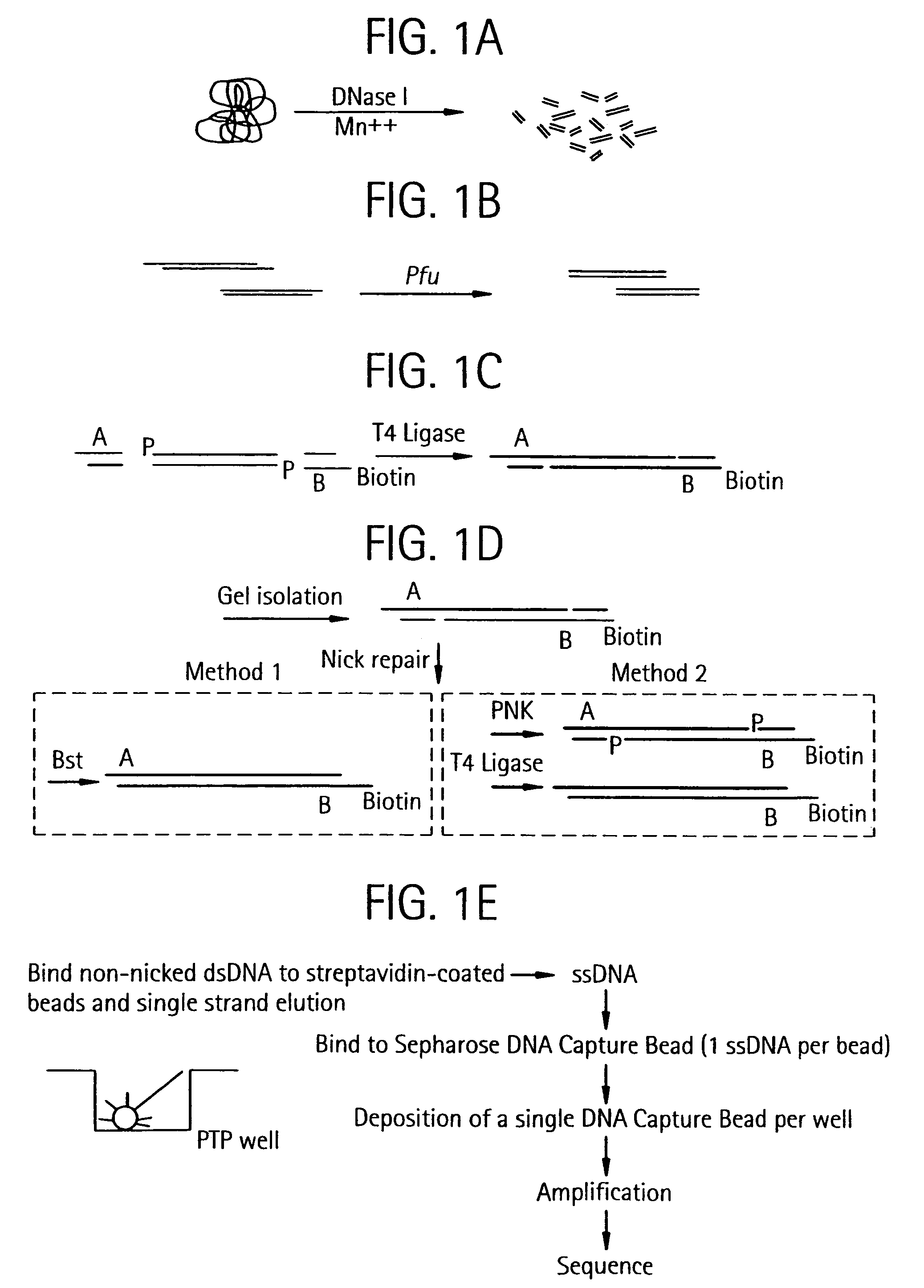 Methods of amplifying and sequencing nucleic acids
