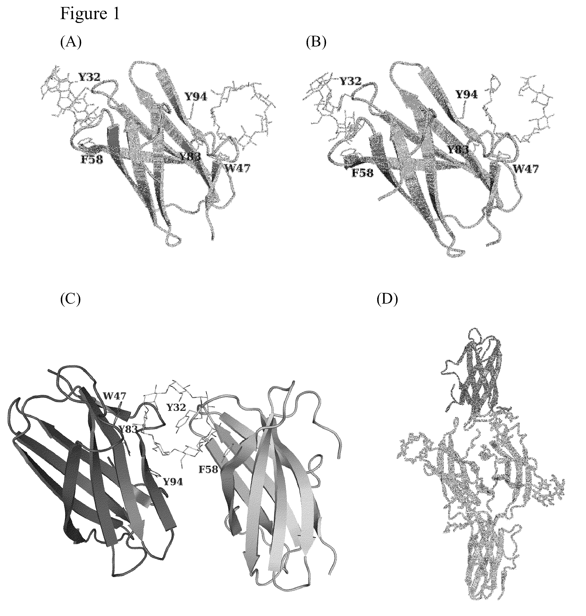 Polysaccharide-protein binding model and nano-fibril formation of a starch binding domain