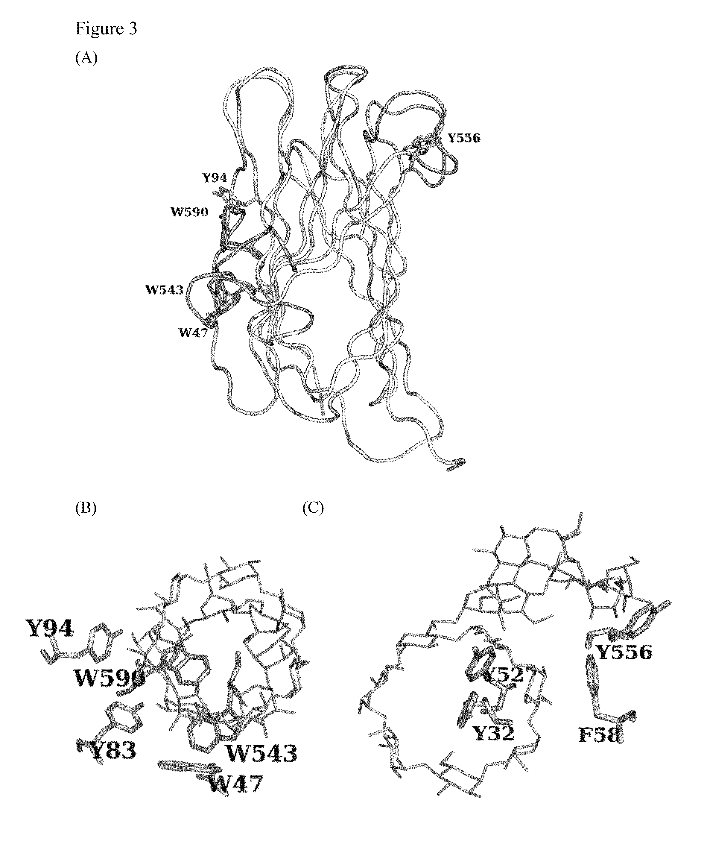 Polysaccharide-protein binding model and nano-fibril formation of a starch binding domain