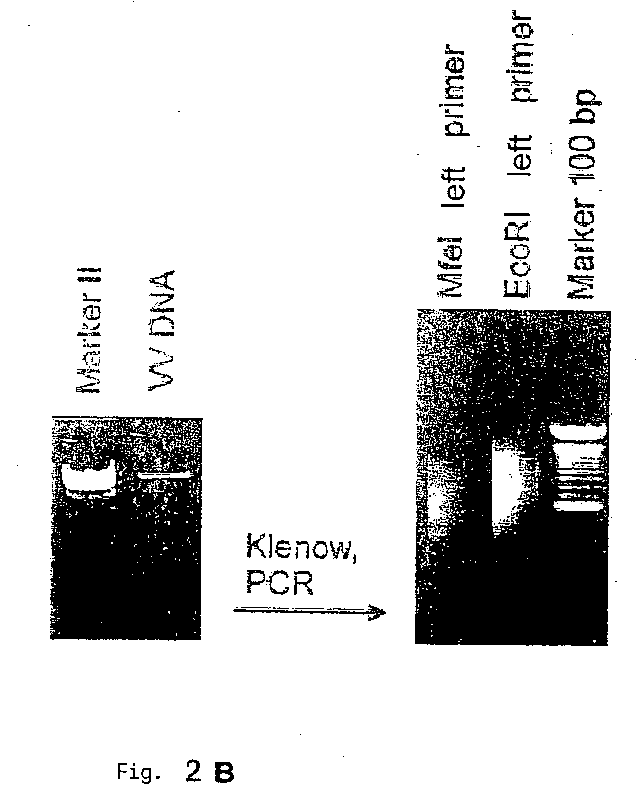 Method for identifying biologically active structures of microbial pathogens