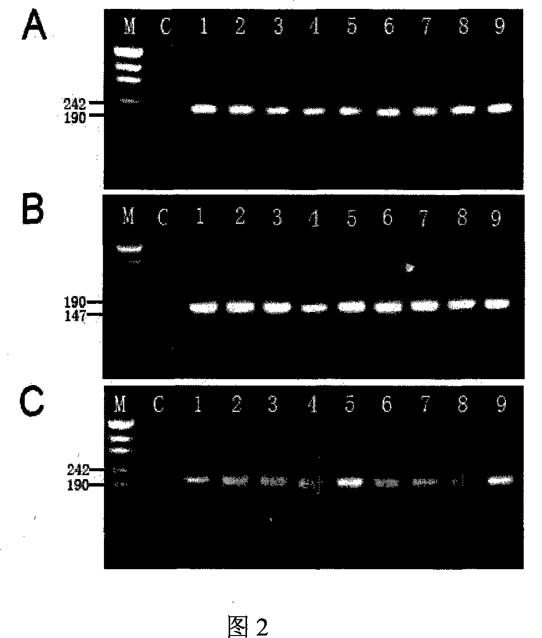 Detection process for food-borne pathogenic bacteria