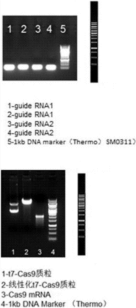 Construction method and application of Ifit3-eKO1 gene knockout mouse animal model