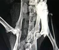 A compound acellular matrix injection for treating femoral head necrosis and using method