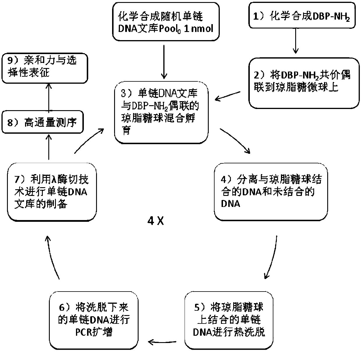 Phthalic acid ester plastifier single-stranded DNA nucleic acid aptamer and screening and representing method and electrochemical sensor thereof