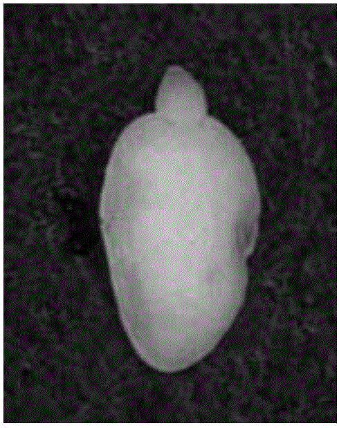 White birch transgenosis method