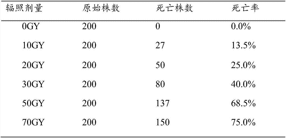 Breeding method for colored-leaf-variety of Portulacaria afra