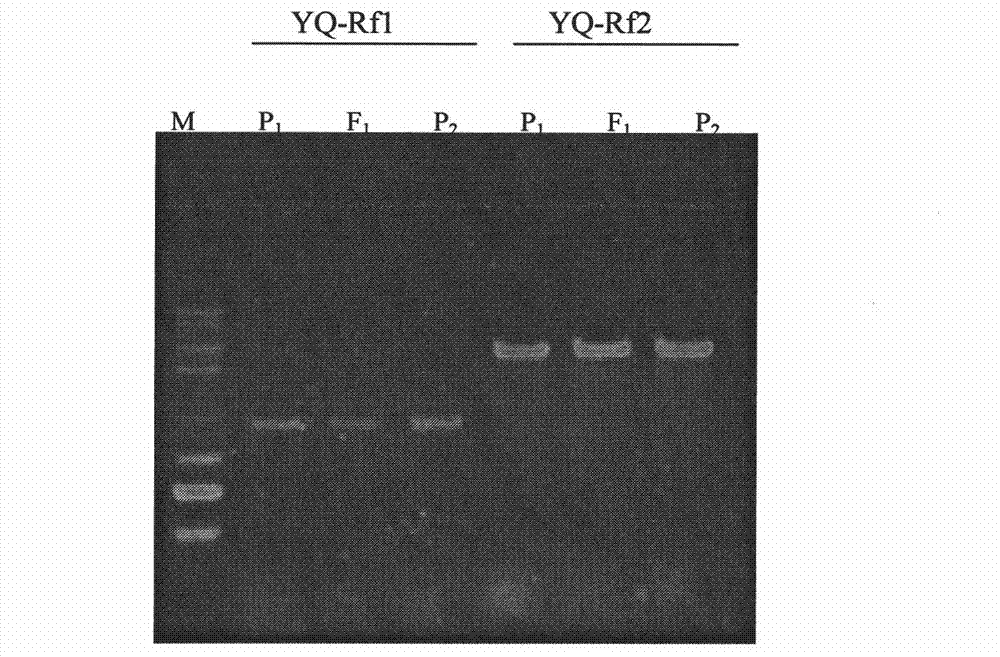 Molecular marker of brassica napus dominant nucleic sterility restoring line and preparation method and application thereof