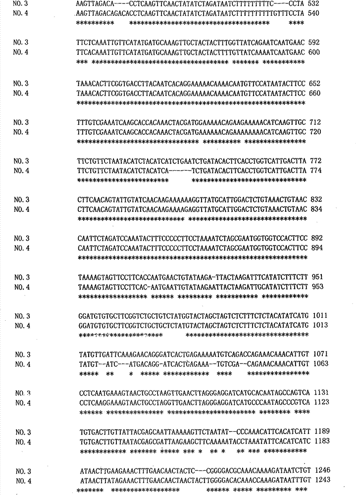 Molecular marker of brassica napus dominant nucleic sterility restoring line and preparation method and application thereof