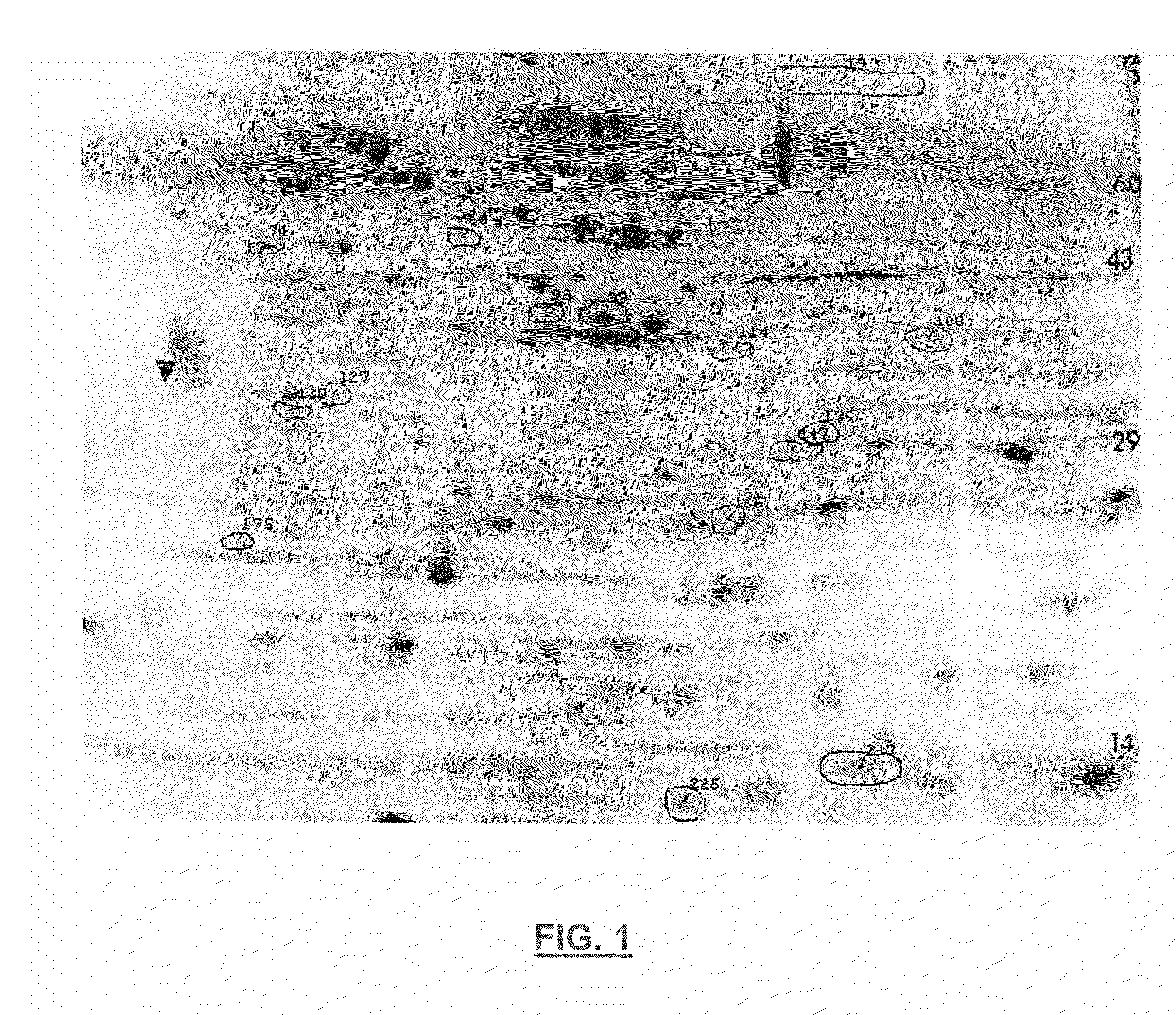 Attenuated mycoplasma gallisepticum strains