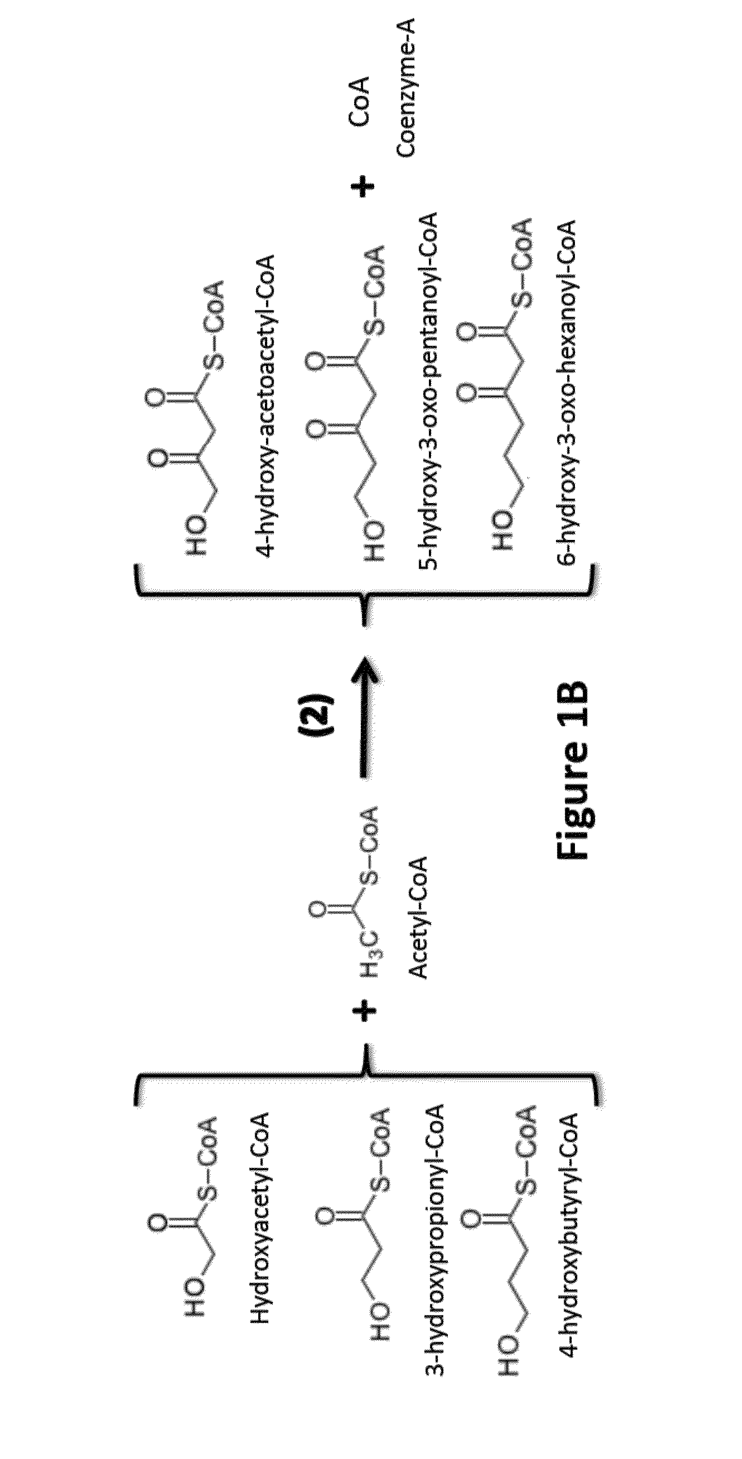 Functionalized carboxylic acids and alcohols by reverse fatty acid oxidation