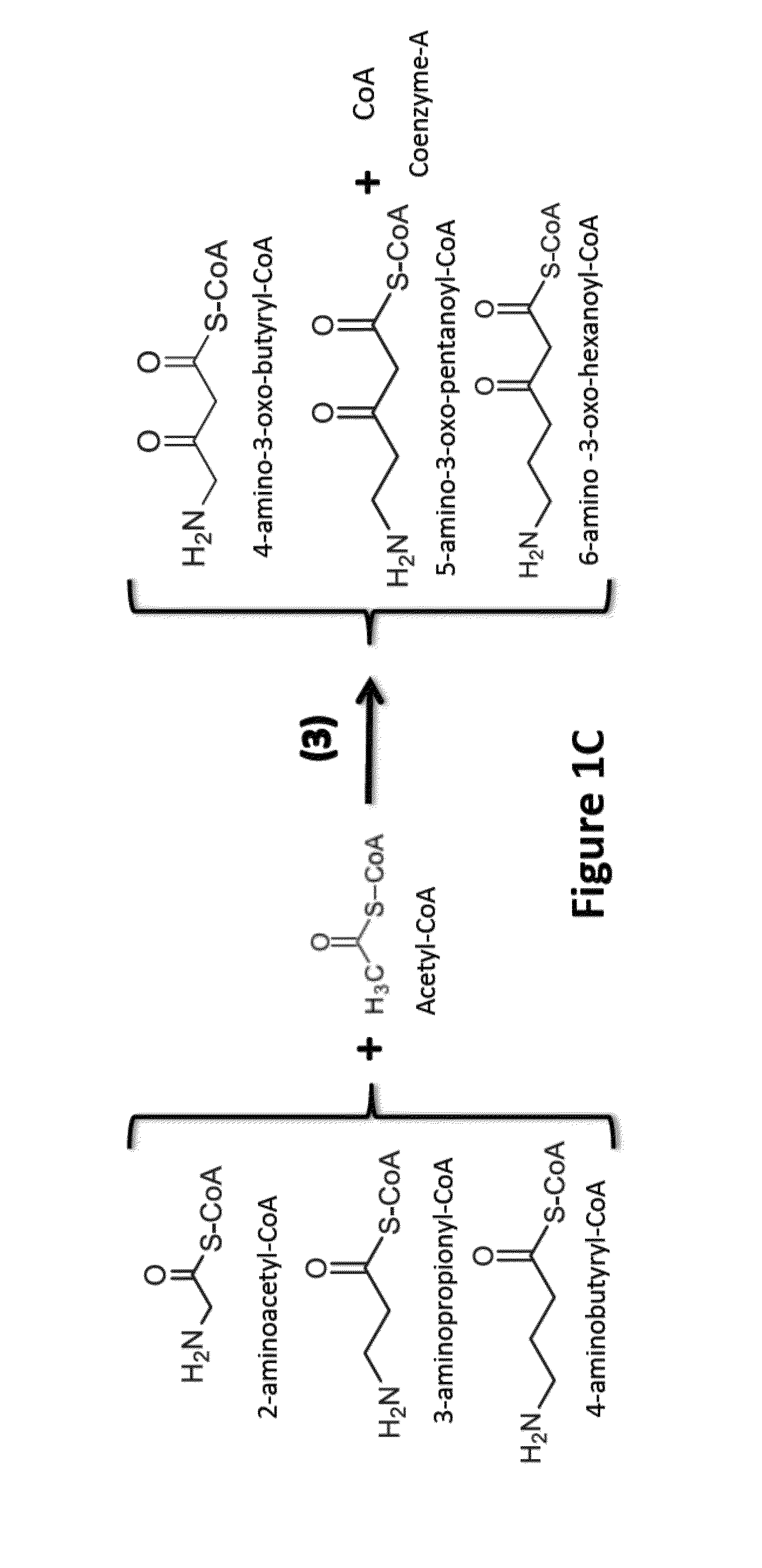 Functionalized carboxylic acids and alcohols by reverse fatty acid oxidation