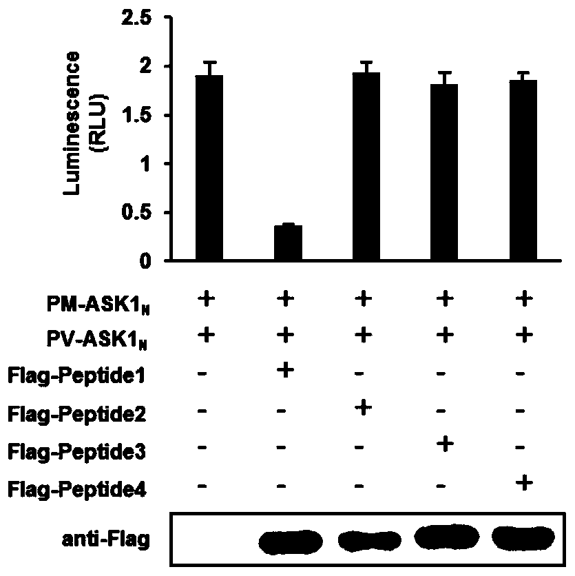 A method for screening drugs for the treatment of steatohepatitis by targeting dimerization of apoptosis signal-regulated kinase 1 N-terminus