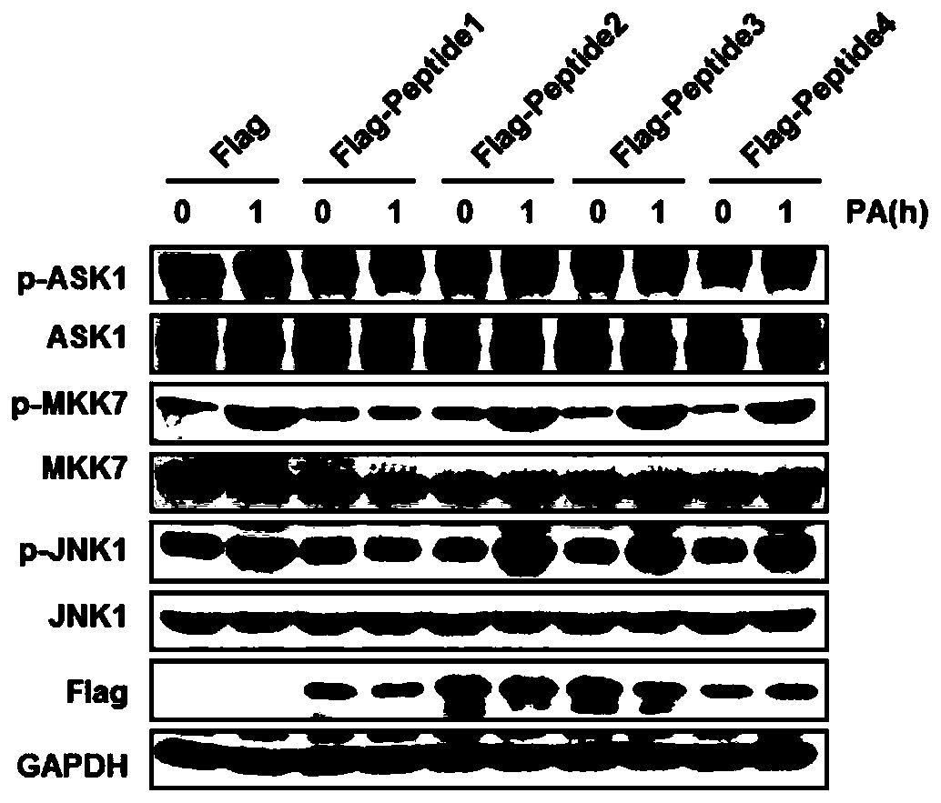 A method for screening drugs for the treatment of steatohepatitis by targeting dimerization of apoptosis signal-regulated kinase 1 N-terminus